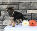 Small Photo #1 German Shepherd Dog Puppy For Sale in MILLERSBURG, OH, USA