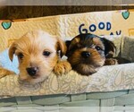 Small Photo #10 Yorkshire Terrier Puppy For Sale in FRESNO, CA, USA