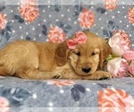 Small Photo #4 Golden Retriever Puppy For Sale in KIRKWOOD, PA, USA