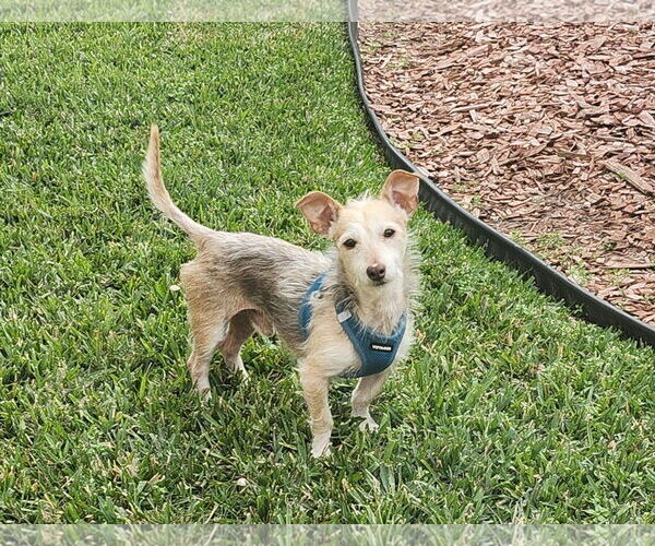 Medium Photo #1 Chihuahua-Unknown Mix Puppy For Sale in Princeton, MN, USA