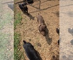 Small #9 Doberman Pinscher