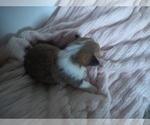 Small Photo #12 Pembroke Welsh Corgi Puppy For Sale in AURORA, CO, USA