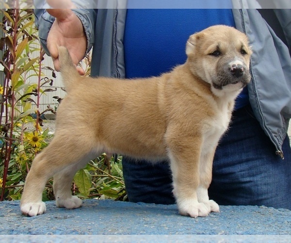 Medium Photo #7 Central Asian Shepherd Dog Puppy For Sale in LINCOLN, CA, USA