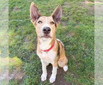 Small #1 Retriever  Mix