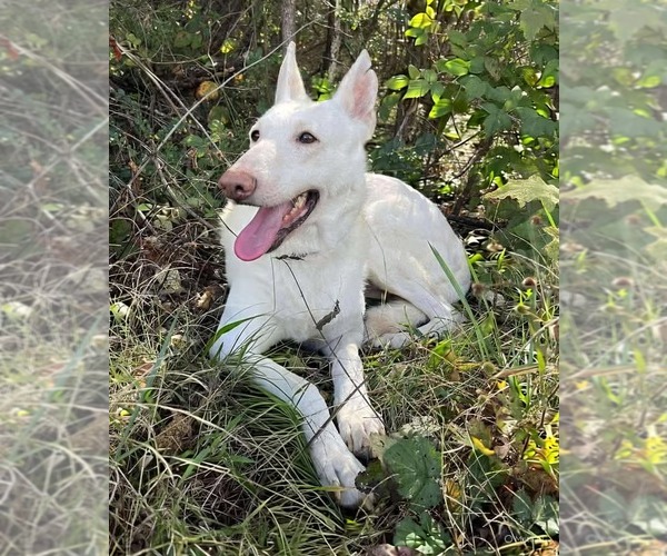 Medium Photo #1 - Mix Puppy For Sale in Rustburg, VA, USA