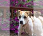 Small #5 Labrador Retriever Mix
