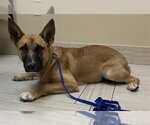 Small German Shepherd Dog Mix