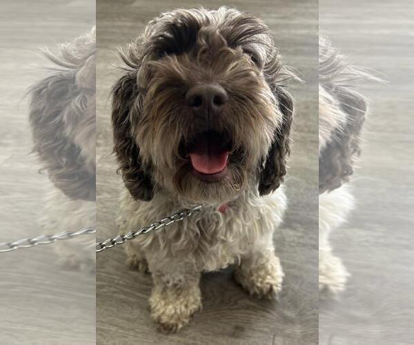 Medium Photo #2 Cock-A-Poo-Unknown Mix Puppy For Sale in Westminster, MD, USA