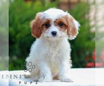 Image preview for Ad Listing. Nickname: Hudson