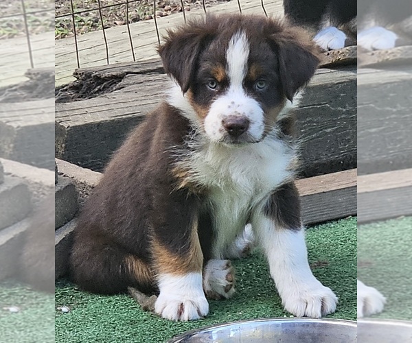 Medium Photo #3 Australian Shepherd Puppy For Sale in NELSON, VA, USA
