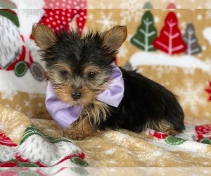 Yorkshire Terrier Puppy for sale in LANCASTER, PA, USA