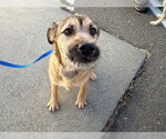 *LAYLA - Female Mutt Dog for Adoption - Small photo