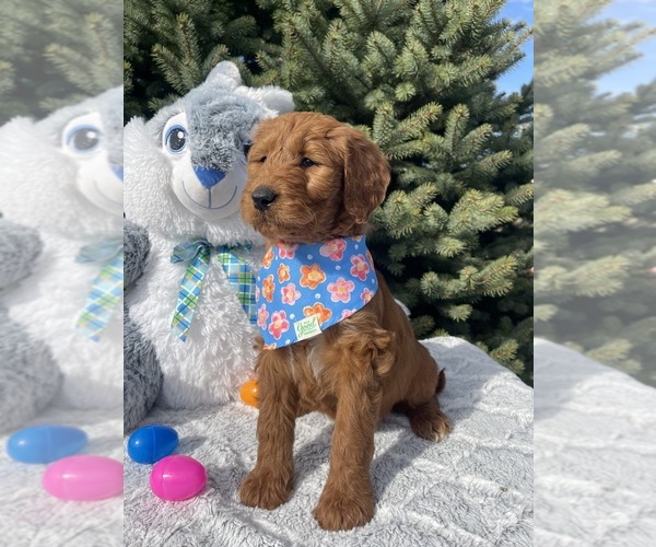 Medium Photo #3 Goldendoodle Puppy For Sale in WOODBURN, IN, USA