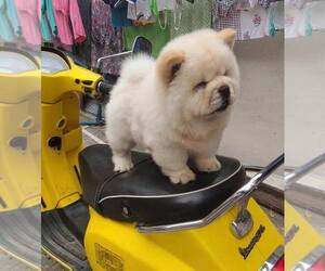 Chow Chow Puppy for sale in BAKERSFIELD, CA, USA