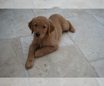 Small Photo #2 Golden Retriever Puppy For Sale in SANTA CLARITA, CA, USA