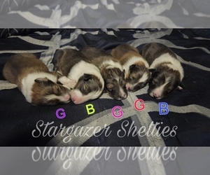 Shetland Sheepdog Puppy for sale in HAWKINS, WI, USA