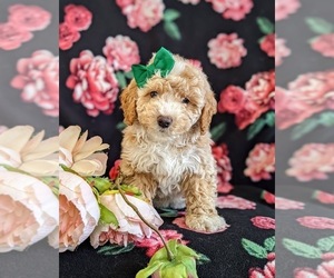 Bichpoo Puppy for sale in LINCOLN UNIV, PA, USA