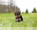 Small Photo #6 Yorkshire Terrier Puppy For Sale in WARSAW, IN, USA