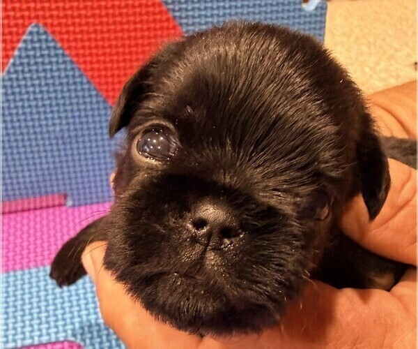 Medium Photo #7 Brussels Griffon Puppy For Sale in SPRING BRANCH, TX, USA