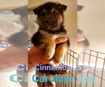 Small Photo #4 German Shepherd Dog-Siberian Husky Mix Puppy For Sale in JOHNS ISLAND, SC, USA