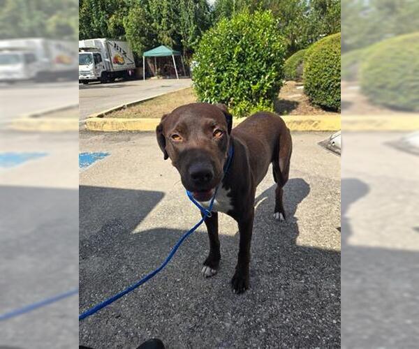 Medium Photo #1 Labrador Retriever-Unknown Mix Puppy For Sale in Houston, TX, USA