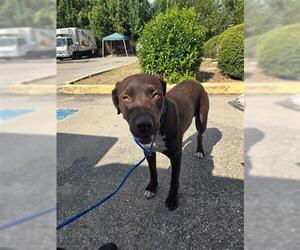 Labrador Retriever-Unknown Mix Dogs for adoption in Houston, TX, USA