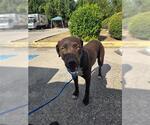 Small Labrador Retriever Mix