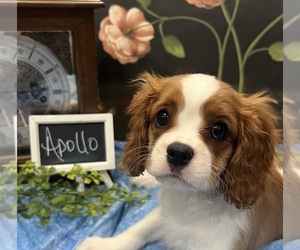 Cavalier King Charles Spaniel Puppy for sale in ABILENE, TX, USA