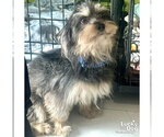 Small #1 Mutt