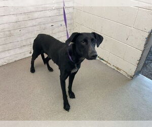 Labrador Retriever-Unknown Mix Dogs for adoption in San Bernardino, CA, USA
