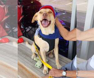 Labrador Retriever-Unknown Mix Dogs for adoption in Dallas, TX, USA