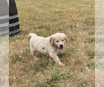 Small #3 Golden Retriever