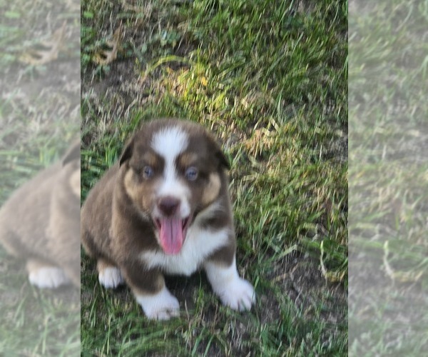Medium Photo #2 Australian Shepherd Puppy For Sale in NELSON, VA, USA