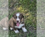 Theo - Male Australian Shepherd Puppy for Sale - Photo #2