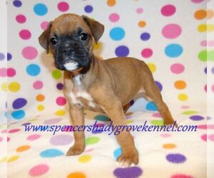 Boxer Puppy for sale in CABOOL, MO, USA