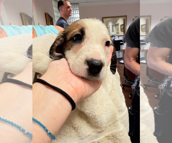 Medium Photo #2 Anatolian Shepherd-Unknown Mix Puppy For Sale in Holly Springs, NC, USA