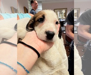 Ash - Halloween Litter - Female Anatolian Shepherd-Unknown Mix Dog for Adoption - Photo #2