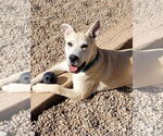 Small #7 American Pit Bull Terrier-German Shepherd Dog Mix