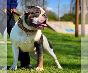 Father of the Olde English Bulldogge puppies born on 04/07/2023