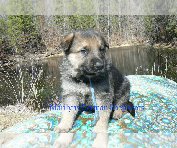 Medium Photo #2 German Shepherd Dog Puppy For Sale in PIEDMONT, MO, USA