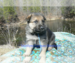 Small #1 German Shepherd Dog