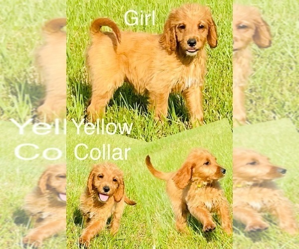 Medium Photo #2 Goldendoodle Puppy For Sale in GROVETON, TX, USA