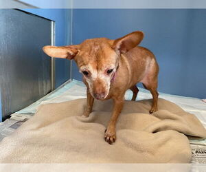 Chihuahua Dogs for adoption in San Bernardino, CA, USA