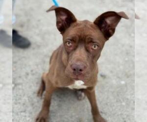 Boxer-Unknown Mix Dogs for adoption in San Diego, CA, USA