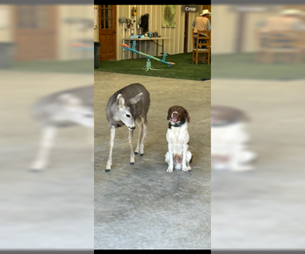 Medium Photo #9 Brittany Puppy For Sale in Curwensville, PA, USA