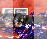 Small #5 Yorkshire Terrier