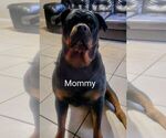 Small Photo #5 Rottweiler Puppy For Sale in RESEDA, CA, USA