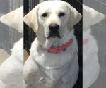 Small Photo #1 Labrador Retriever Puppy For Sale in ELKTON, KY, USA