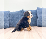 Small #2 Bernese Mountain Dog