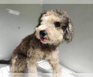 Poodle (Miniature)-Unknown Mix Dogs for adoption in Houston, TX, USA